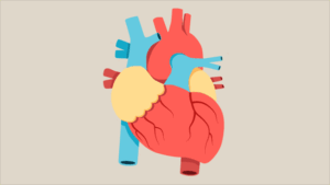 human heart