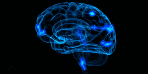 human brain
