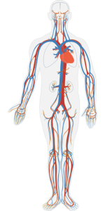 human body