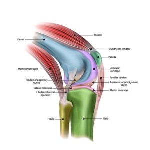 knee and thigh anatomy 